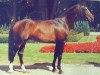 stallion Ribbeck (Westphalian, 1989, from Ribot)