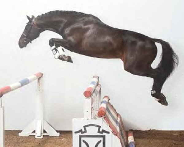 stallion Easy Way I (Holsteiner, 2001, from Esteban xx)