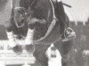 stallion Graziano (Saxony-Anhaltiner, 1986, from Grandelstein)