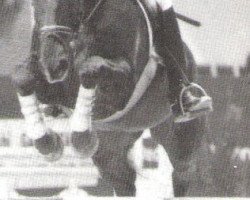 stallion Graziano (Saxony-Anhaltiner, 1986, from Grandelstein)