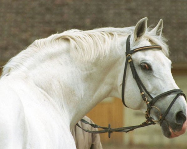 stallion Logan 104 FIN (Holsteiner, 1986, from Lenz)