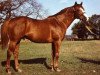 stallion Gay Warrior II xx (Thoroughbred, 1959, from Fighting Don xx)