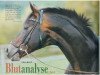stallion Beg xx (Thoroughbred, 1982, from Helikon xx)