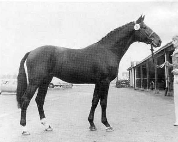 stallion Cantares (Holsteiner, 1977, from Cor de la Bryère)