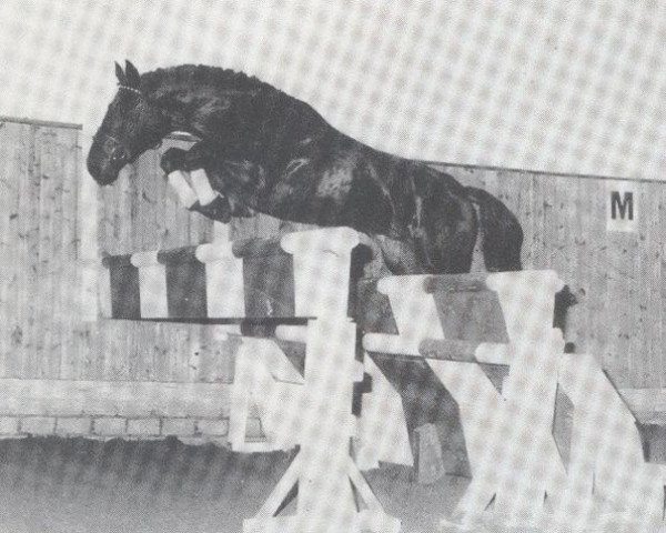 stallion Chamisso (Holsteiner, 1981, from Cantares)