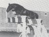 stallion Chamisso (Holsteiner, 1981, from Cantares)