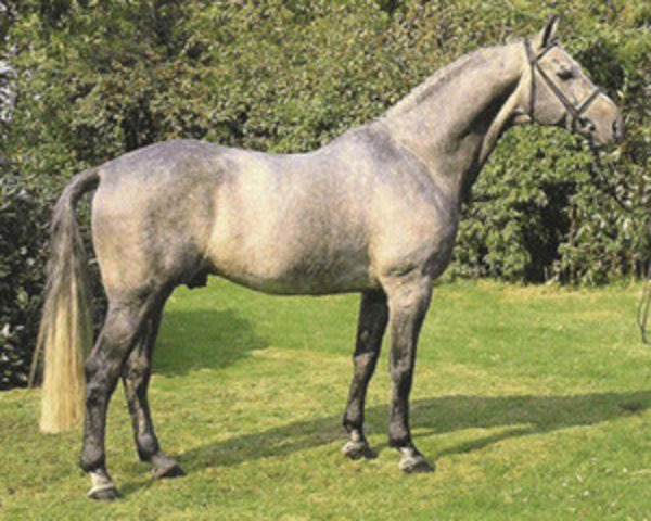 horse Pygmalion (German Warmblood, 1981, from Patras)