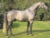 Pferd Pygmalion (Deutsches Reitpferd, 1981, von Patras)