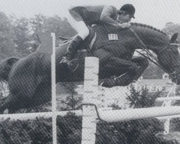 stallion San Fernando (Selle Français, 1971, from Arthy)