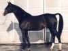 stallion Romeo (Westphalian, 1979, from Ramiro Z)