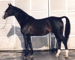 stallion Romeo (Westphalian, 1979, from Ramiro Z)