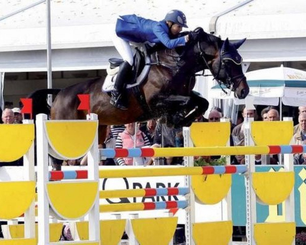 Deckhengst Concas Z (Holsteiner, 2000, von Contender)