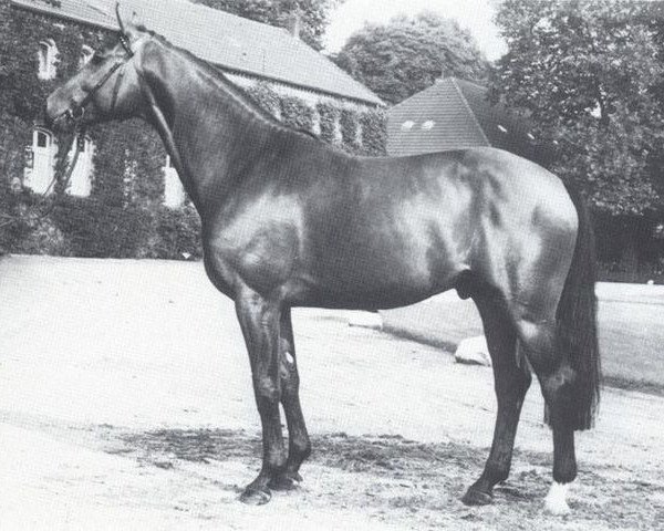 stallion Fernblick (Westphalian, 1981, from Frühlingsball)
