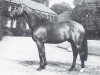 stallion Fernblick (Westphalian, 1981, from Frühlingsball)