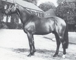 Deckhengst Fernblick (Westfale, 1981, von Frühlingsball)