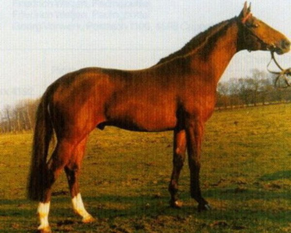 stallion Pik Trumpf (Hanoverian, 1977, from Pik Koenig)