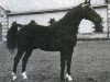 stallion Quastor (Selle Français, 1960, from Ibrahim AN)