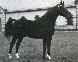 stallion Quastor (Selle Français, 1960, from Ibrahim)