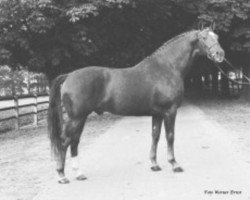 stallion Ultraschall (Selle Français, 1975, from Ultra Son)