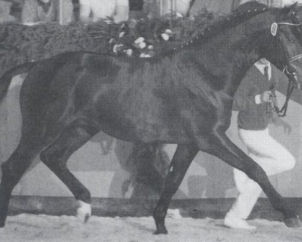 horse Landaris (Holsteiner, 1987, from Landgraf I)