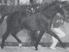 stallion Landaris (Holsteiner, 1987, from Landgraf I)