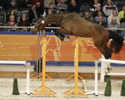 stallion Power Blue (Zangersheide riding horse, 2010, from Plot Blue)