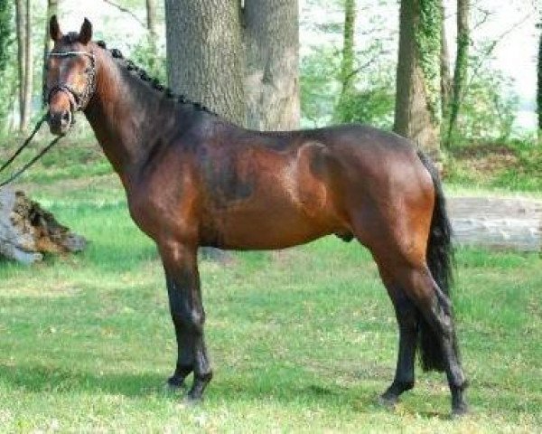 stallion Chianti Classico (German Riding Pony, 2006, from Chantre B)