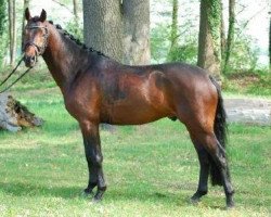 Deckhengst Chianti Classico (Deutsches Reitpony, 2006, von Chantre B)