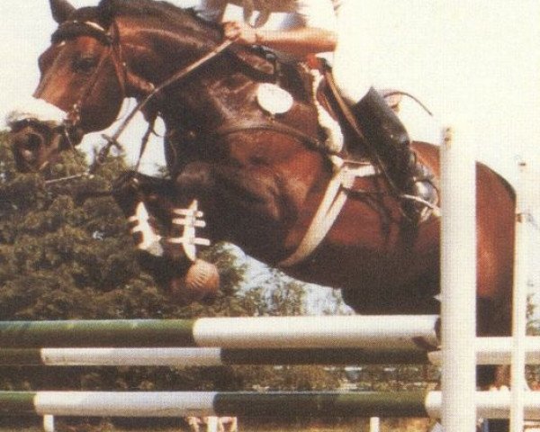 stallion Vagabund (Hanoverian, 1973, from Vollkorn xx)