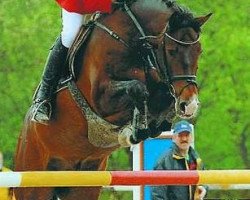 stallion Corofino II (Holsteiner, 1997, from Corrado I)