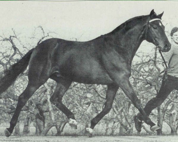 stallion Exkurs xx (Thoroughbred, 1972, from Frontal xx)