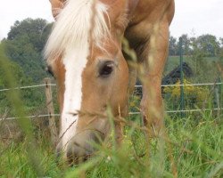 horse Hurricane (Haflinger, 1992)