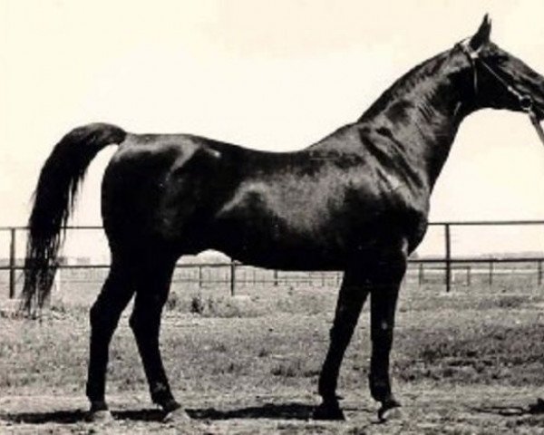 stallion Welt (Trakehner, 1951, from Polarstern)