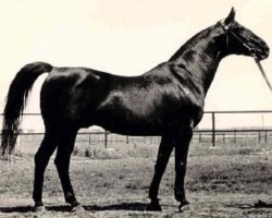 stallion Welt (Trakehner, 1951, from Polarstern)