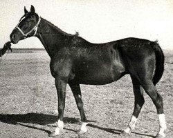 Zuchtstute Pawana (Russisch Trakehner, 1968, von Welt)