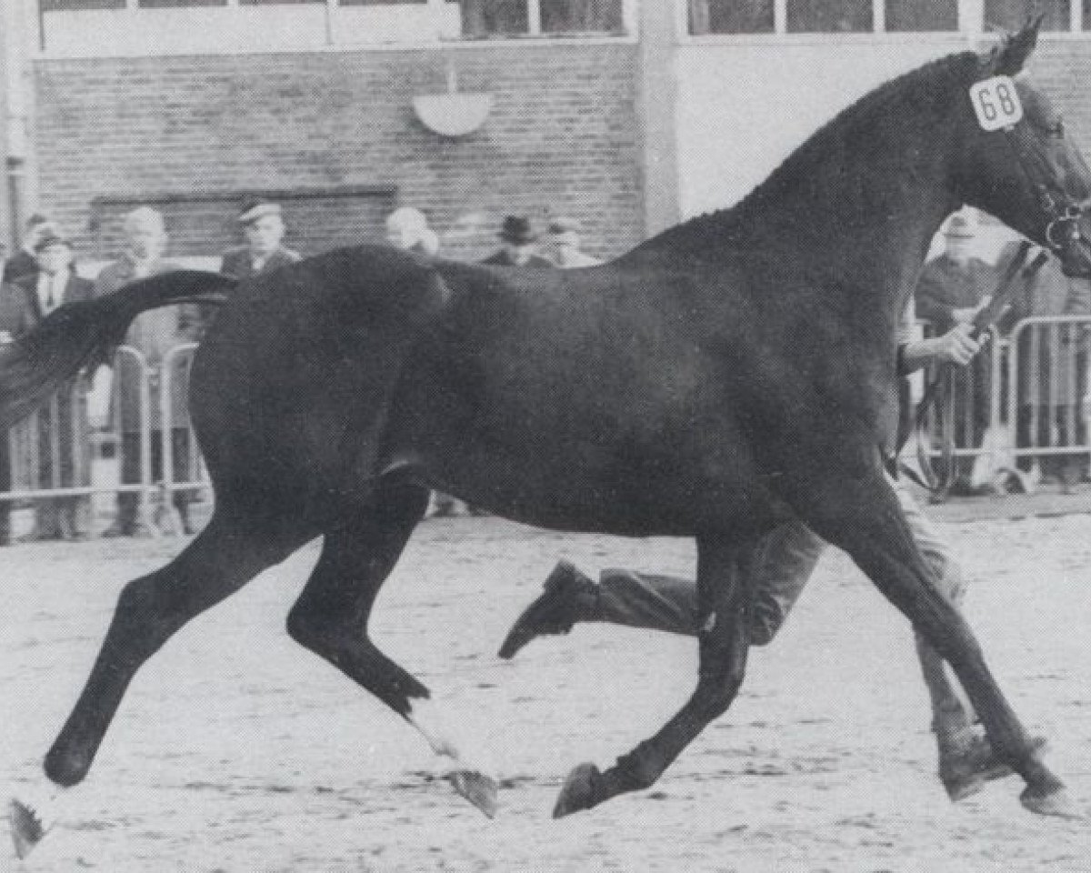 stallion Alvaro xx (Thoroughbred, 1969, from Pampered King xx)