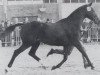 stallion Alvaro xx (Thoroughbred, 1969, from Pampered King xx)