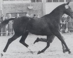 stallion Alvaro xx (Thoroughbred, 1969, from Pampered King xx)