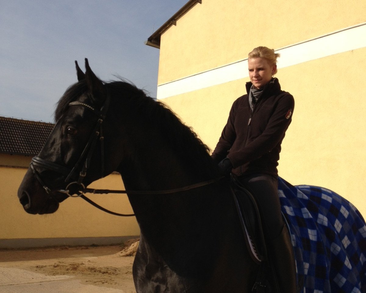 stallion Diamontes (Hanoverian, 2008, from Diamond Hit)