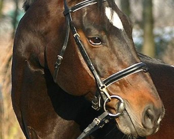 stallion Nurjev (Dutch Warmblood, 1995, from Guidam)