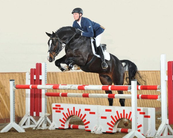 stallion Furejev (Oldenburg show jumper, 2007, from Faust Z)