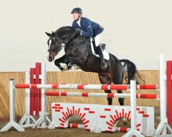 stallion Furejev (Oldenburg show jumper, 2007, from Faust Z)