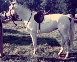 broodmare Dorika (Hanoverian, 1975, from Derby)