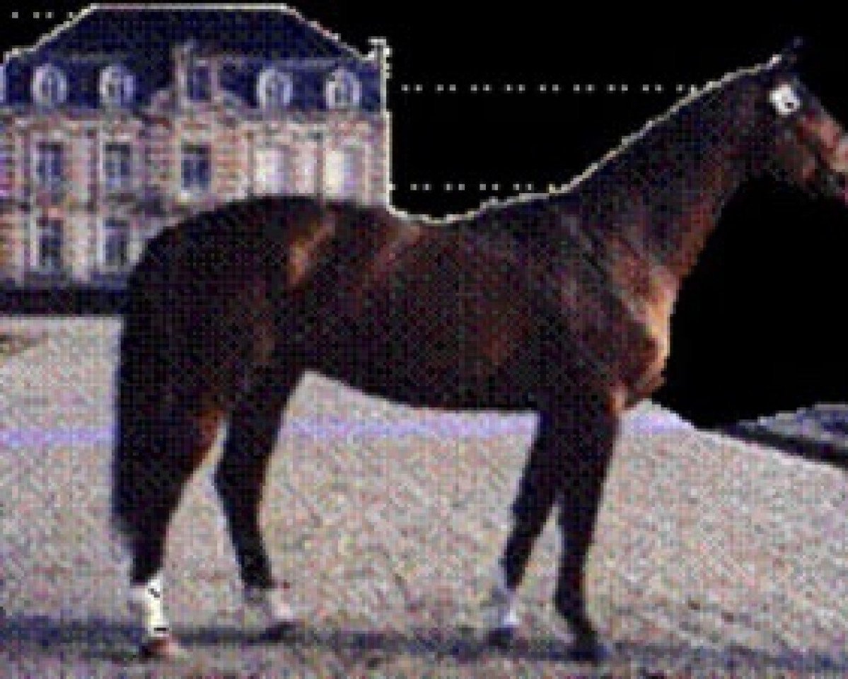 Deckhengst Atoll d'Adriers (Selle Français, 1988, von Grand Veneur)