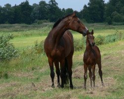 broodmare My Coriana (Holsteiner, 1997, from Coriano)