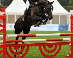 jumper Sydney 223 (Hanoverian, 2005, from Stolzenberg)