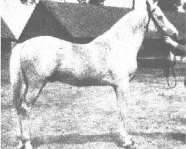 stallion Posejdon ox (Arabian thoroughbred, 1916, from Ibrahim 1899 ox)