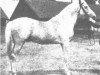 Deckhengst Posejdon ox (Vollblutaraber, 1916, von Ibrahim 1899 ox)