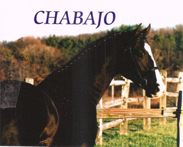 Springpferd Chabajo (unbekannt, 1996, von Cheenook)