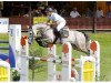 jumper Borneo (Oldenburg show jumper, 2006, from Balou du Rouet)